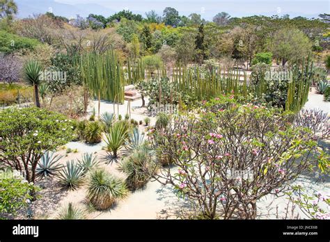 Le Jardin Botanique de Oaxaca : Un Oasis Vert et un Trésor Caché de Plantes Rare!