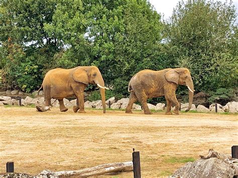 Le Zoo de Colchester: Un paradis animalier verdoyant et une aventure familiale incontournable!