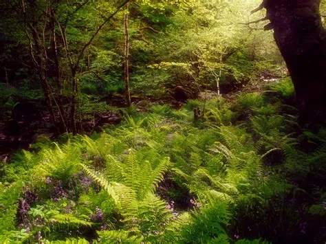 Le Mont Dajia: Une Odyssée Naturelle à Travers des Forêts Anciennes !